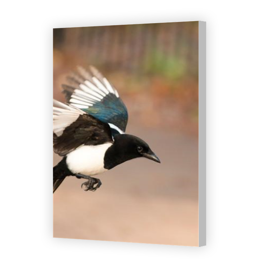 Thumbnail for Canvas - Coloured Canvas Wrap