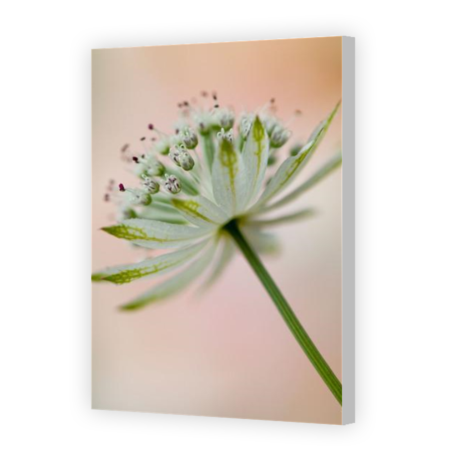 Thumbnail for Canvas - Coloured Canvas Wrap