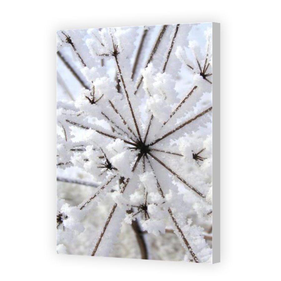 Thumbnail for Canvas - Coloured Canvas Wrap