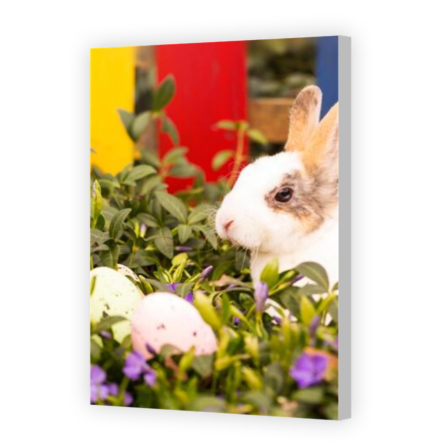 Thumbnail for Canvas - Coloured Canvas Wrap