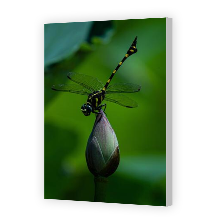 Thumbnail for Canvas - Coloured Canvas Wrap