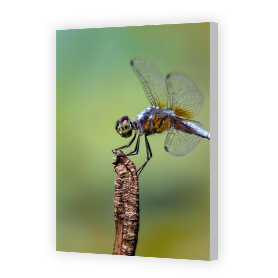 Thumbnail for Canvas - Coloured Canvas Wrap