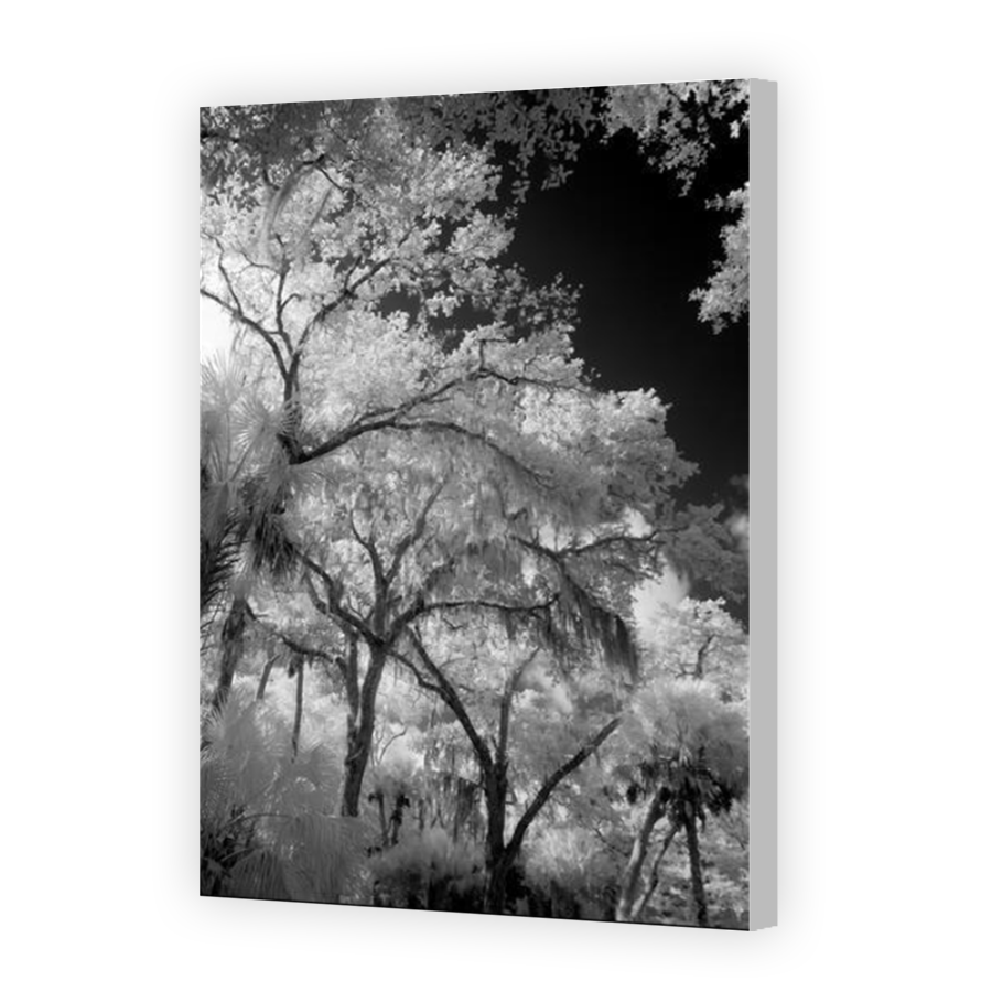 Thumbnail for Canvas - Coloured Canvas Wrap