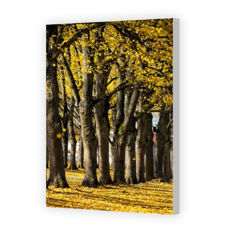 Thumbnail for Canvas - Coloured Canvas Wrap