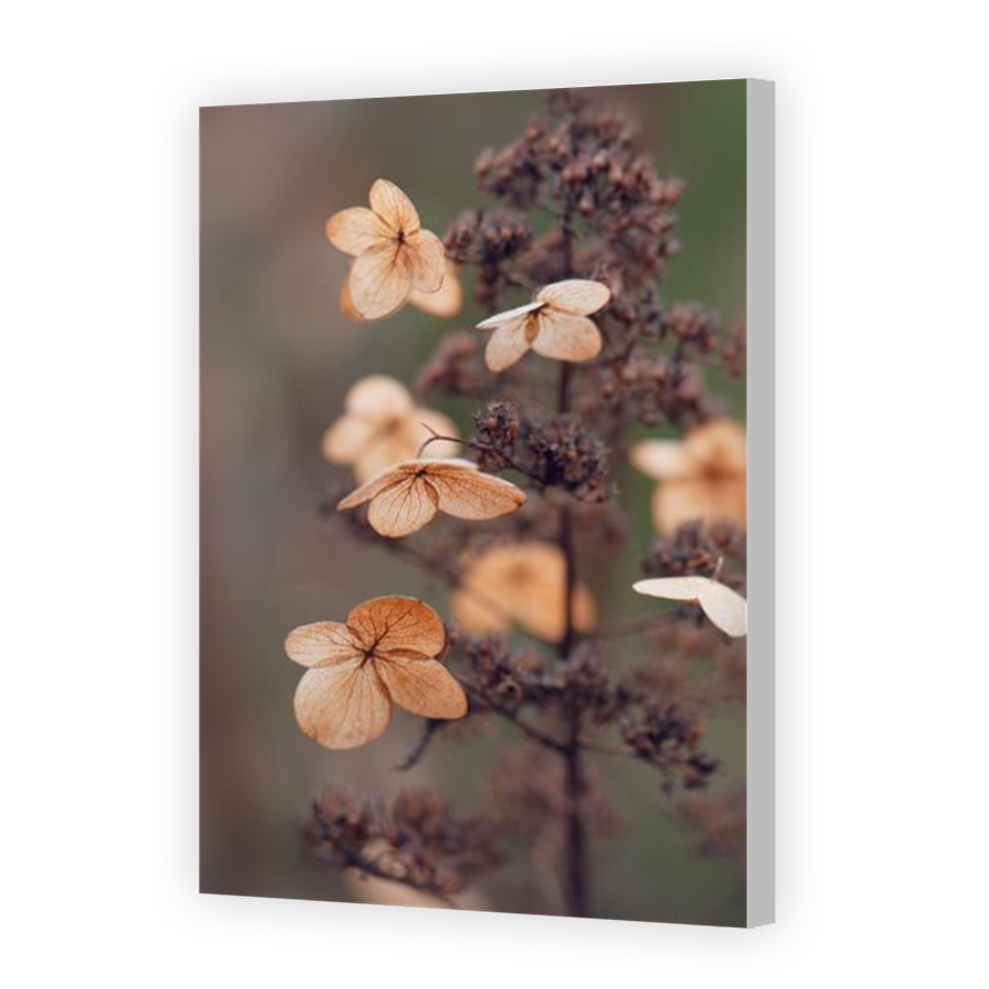 Thumbnail for Canvas - Coloured Canvas Wrap