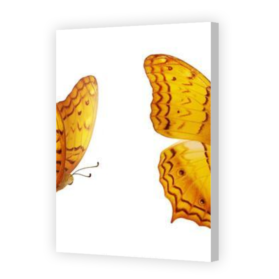 Thumbnail for Canvas - Coloured Canvas Wrap