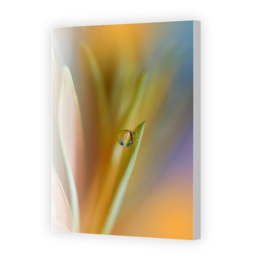 Thumbnail for Canvas - Coloured Canvas Wrap