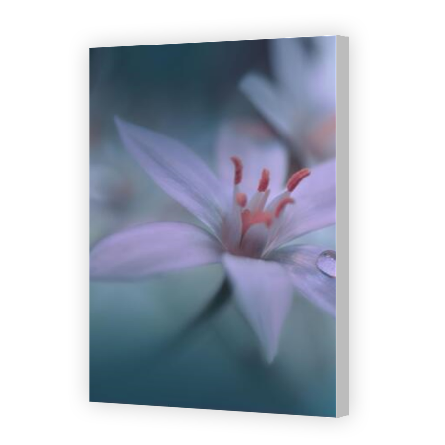 Thumbnail for Canvas - Coloured Canvas Wrap
