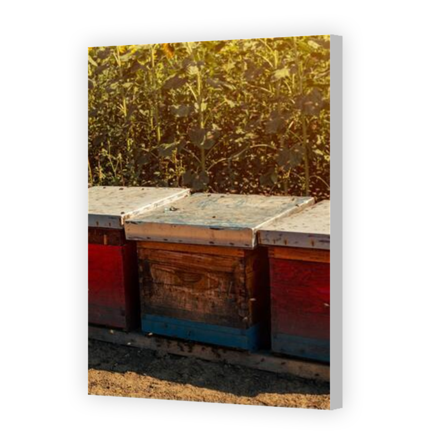 Thumbnail for Canvas - Coloured Canvas Wrap