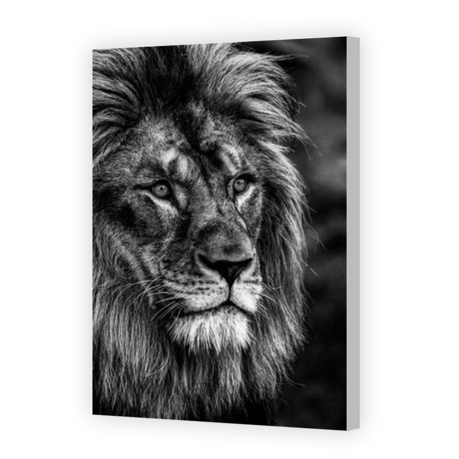 Thumbnail for Canvas - Coloured Canvas Wrap