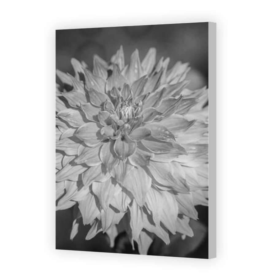 Thumbnail for Canvas - Coloured Canvas Wrap