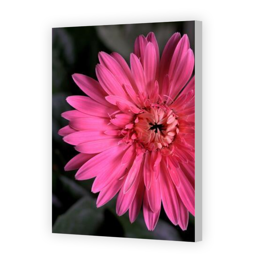 Thumbnail for Canvas - Coloured Canvas Wrap