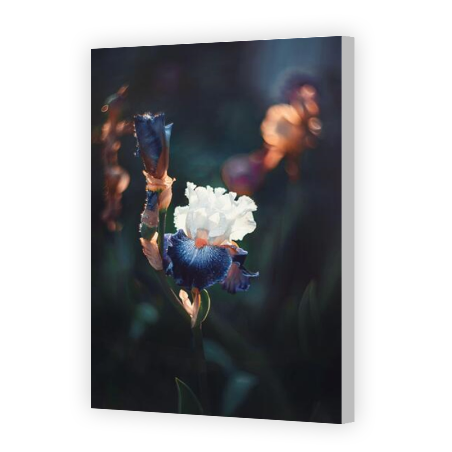Thumbnail for Canvas - Coloured Canvas Wrap