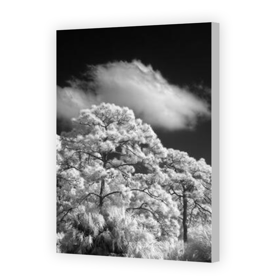 Thumbnail for Canvas - Coloured Canvas Wrap