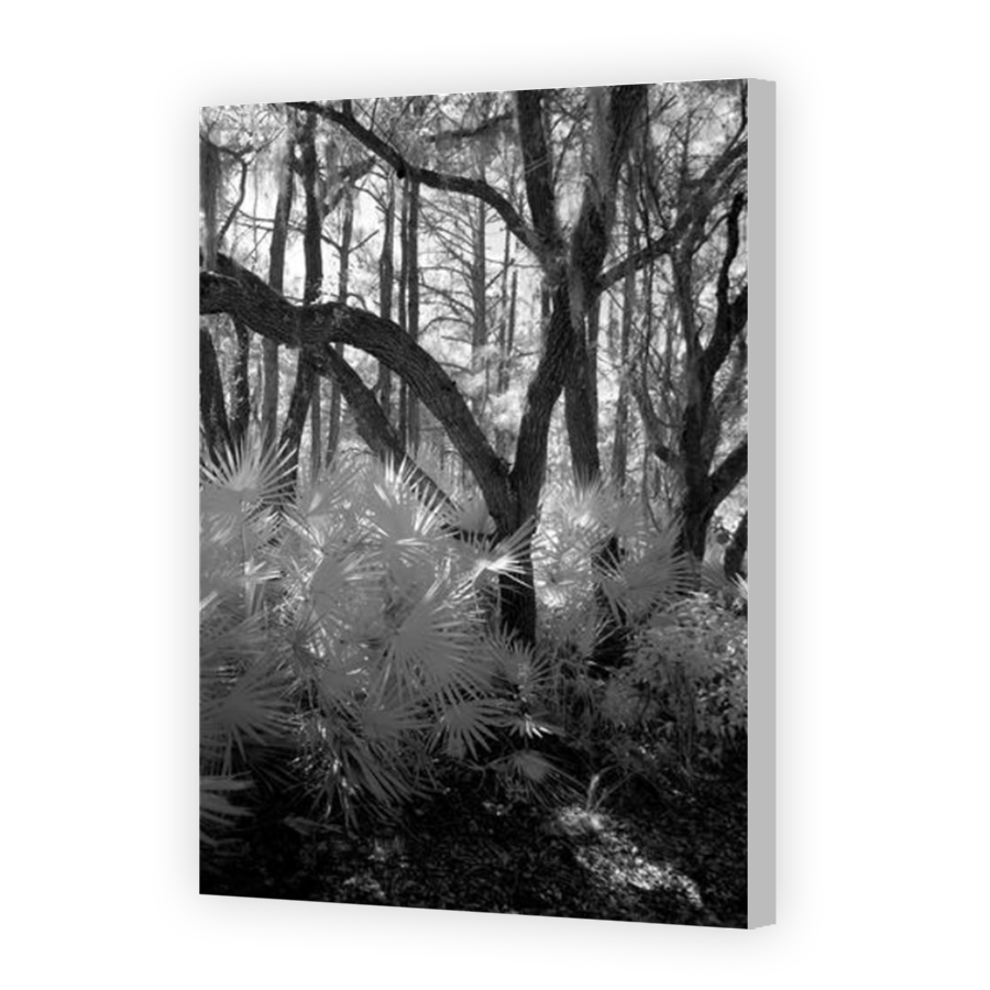 Thumbnail for Canvas - Coloured Canvas Wrap