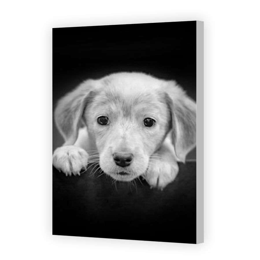 Thumbnail for Canvas - Coloured Canvas Wrap