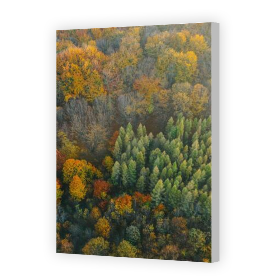 Thumbnail for Canvas - Coloured Canvas Wrap