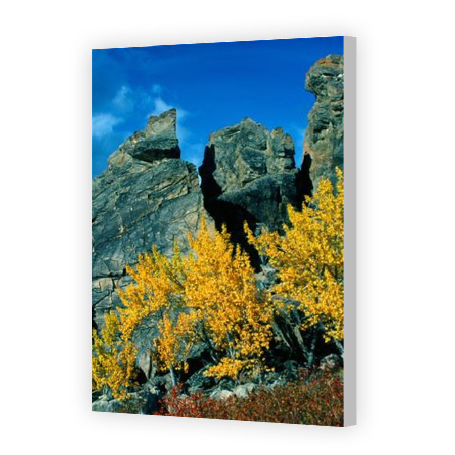 Thumbnail for Canvas - Coloured Canvas Wrap