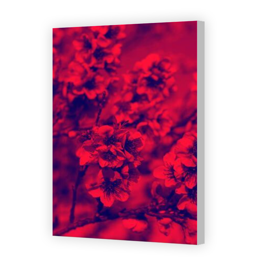 Thumbnail for Canvas - Coloured Canvas Wrap