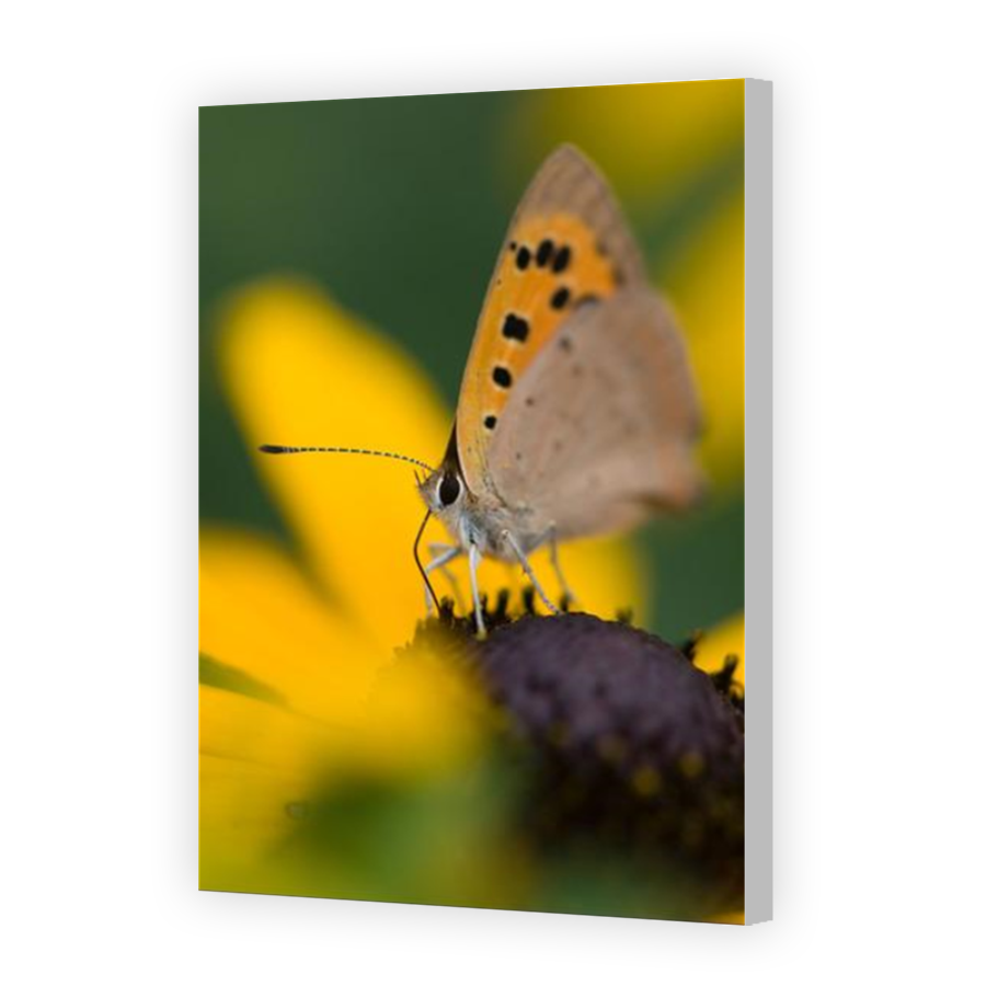 Thumbnail for Canvas - Coloured Canvas Wrap