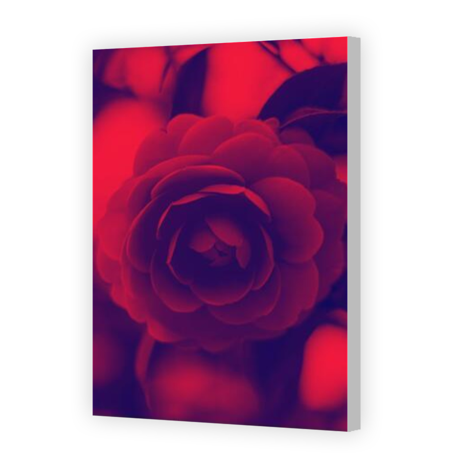 Thumbnail for Canvas - Coloured Canvas Wrap