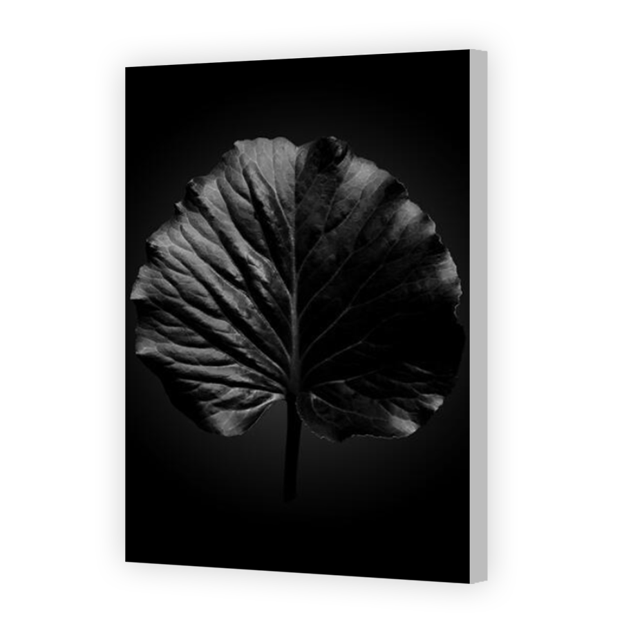 Thumbnail for Canvas - Coloured Canvas Wrap