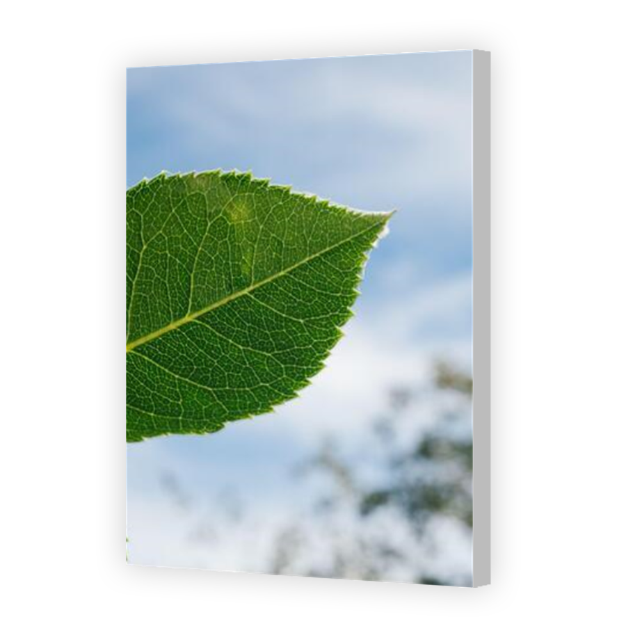 Thumbnail for Canvas - Coloured Canvas Wrap