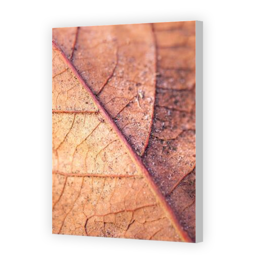 Thumbnail for Canvas - Coloured Canvas Wrap
