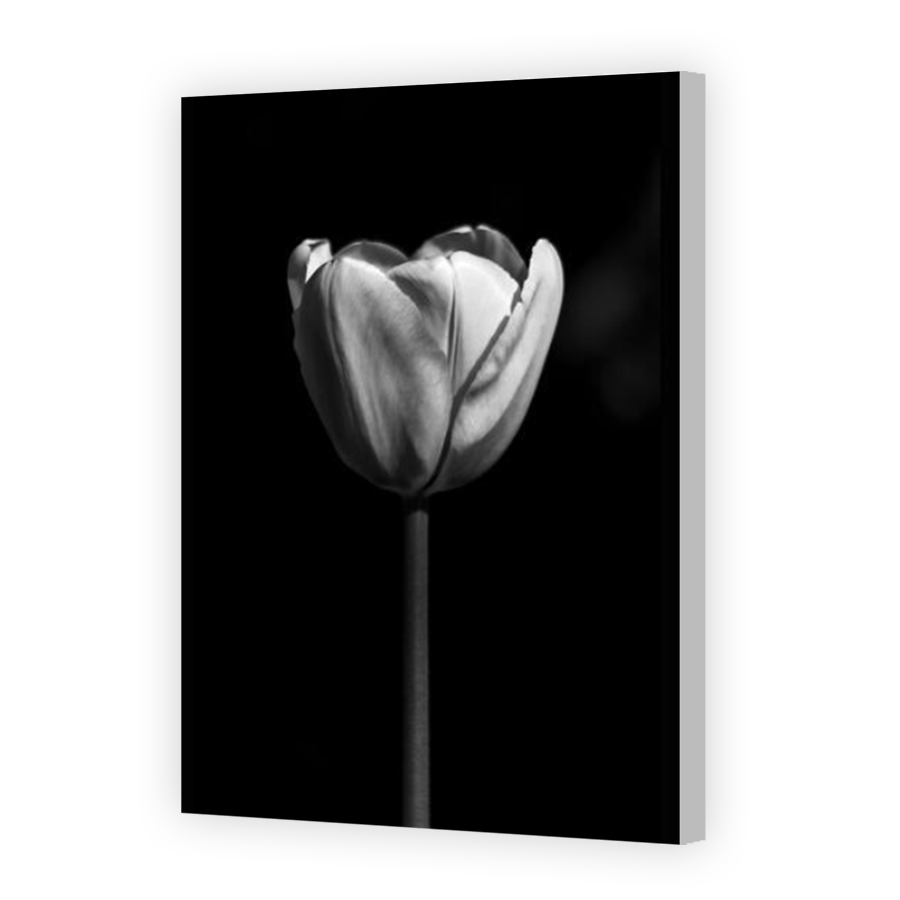 Thumbnail for Canvas - Coloured Canvas Wrap