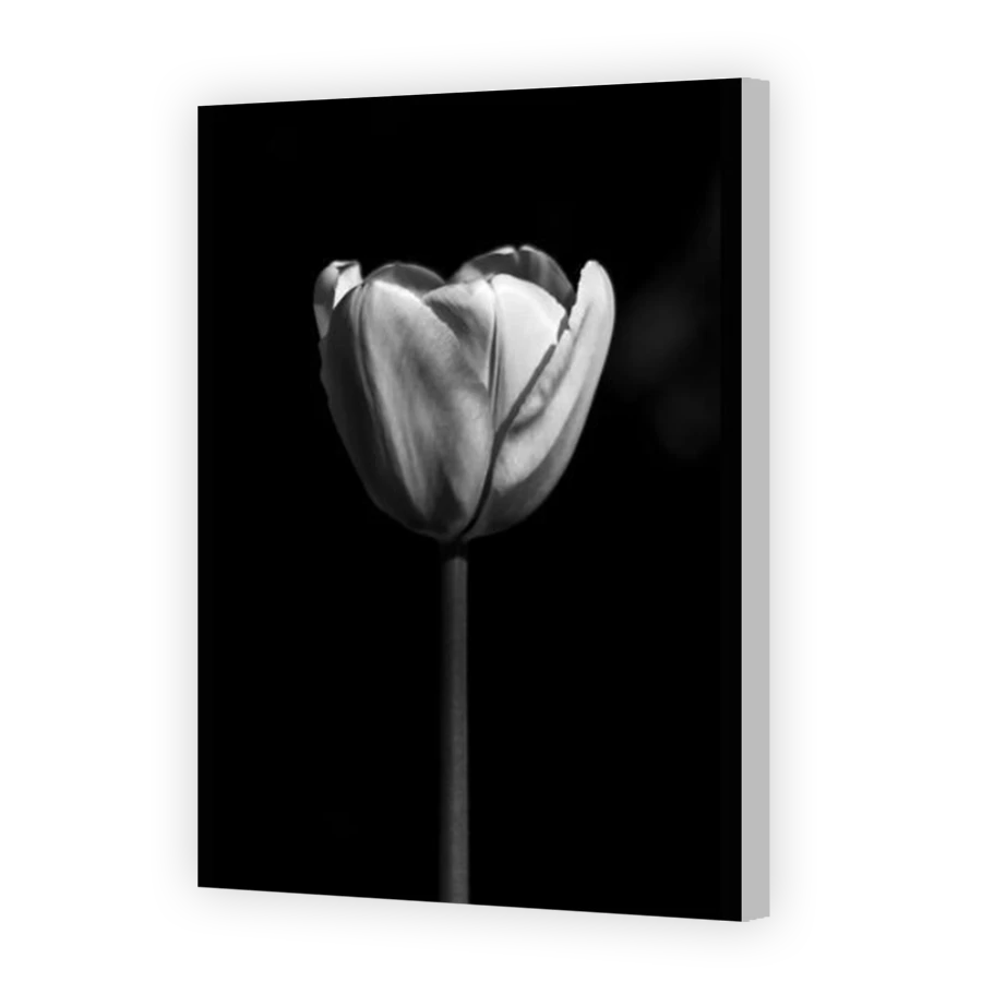 Thumbnail for Canvas - Coloured Canvas Wrap