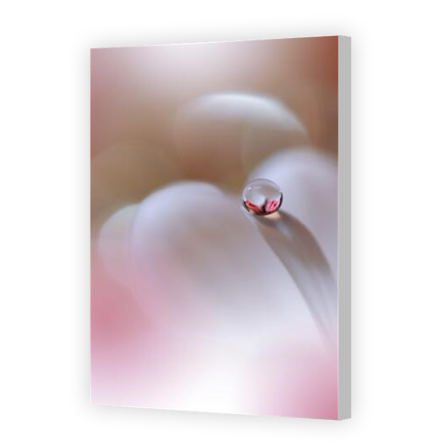 Thumbnail for Canvas - Coloured Canvas Wrap