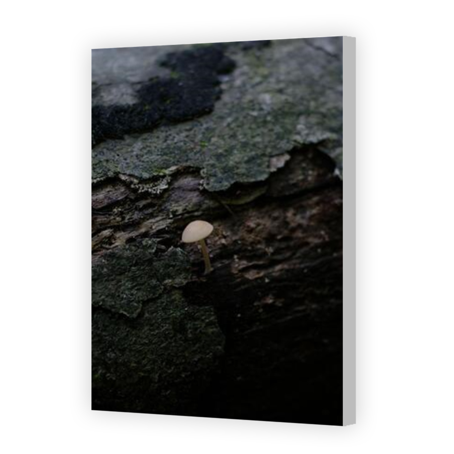 Thumbnail for Canvas - Coloured Canvas Wrap