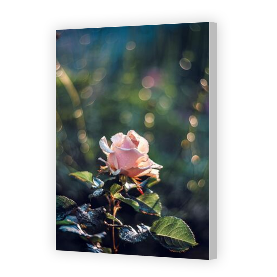 Thumbnail for Canvas - Coloured Canvas Wrap