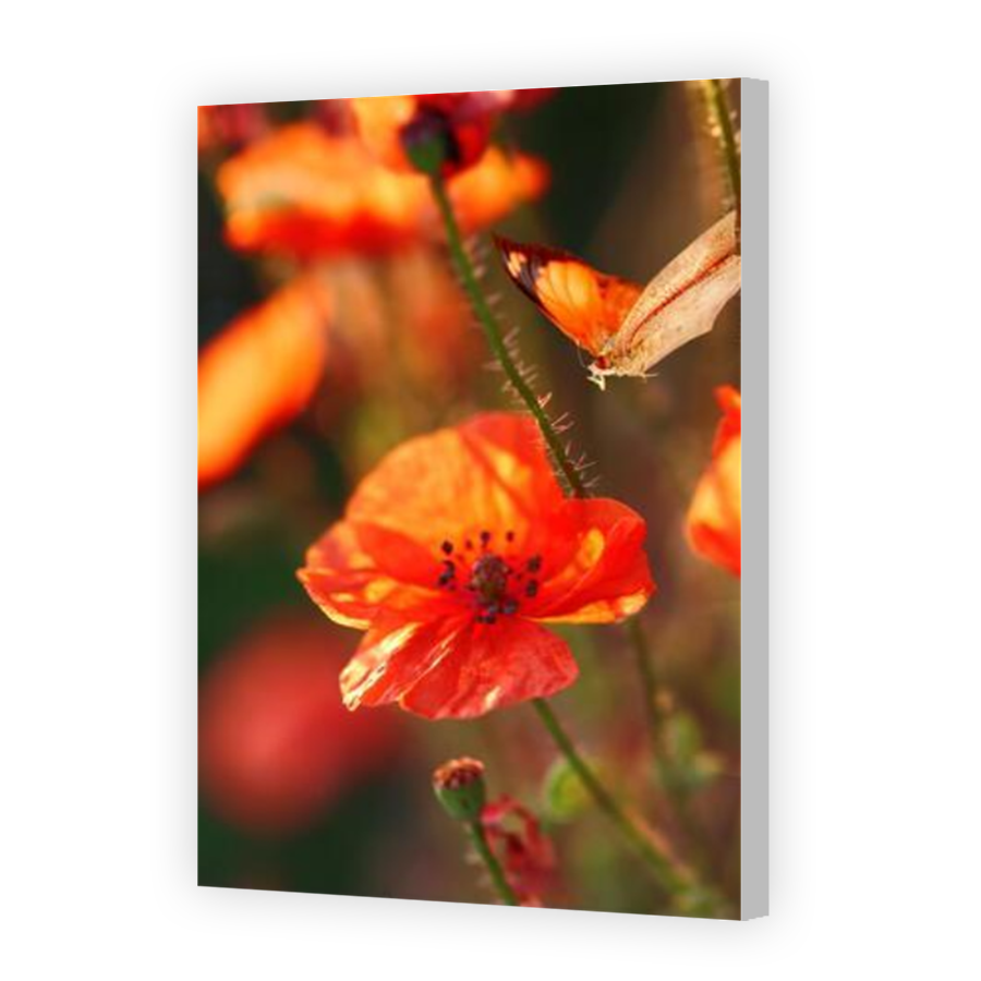 Thumbnail for Canvas - Coloured Canvas Wrap