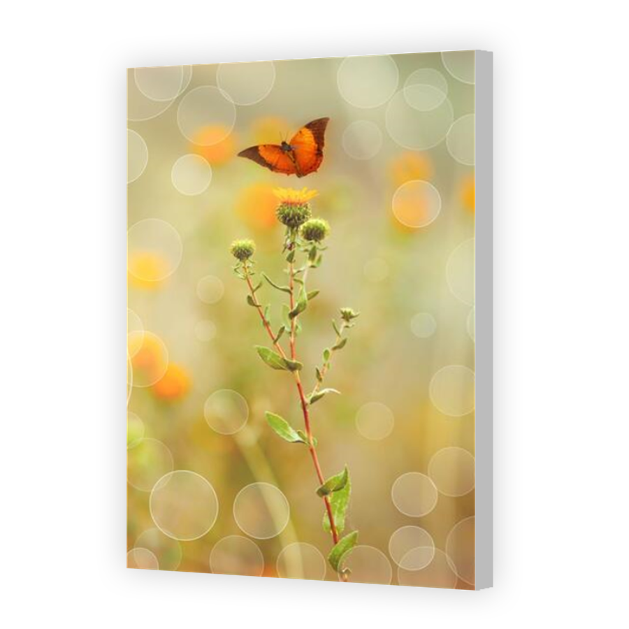 Thumbnail for Canvas - Coloured Canvas Wrap