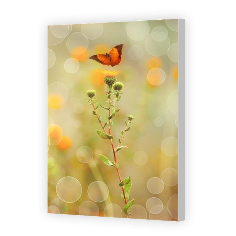 Thumbnail for Canvas - Coloured Canvas Wrap