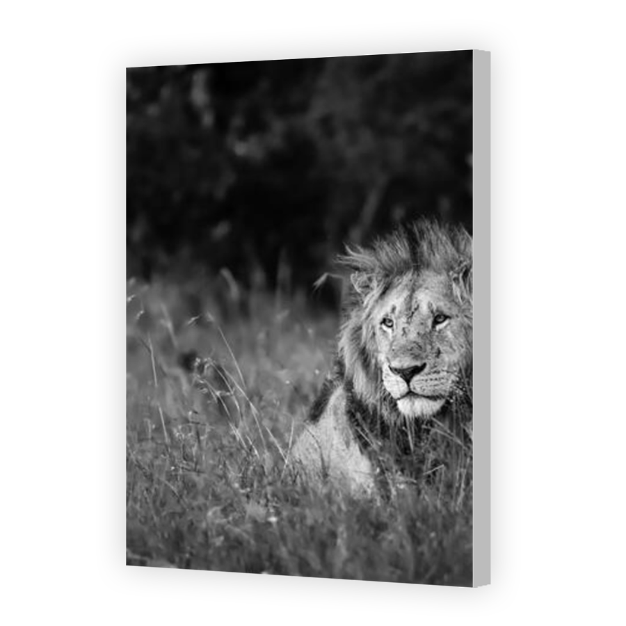Thumbnail for Canvas - Coloured Canvas Wrap