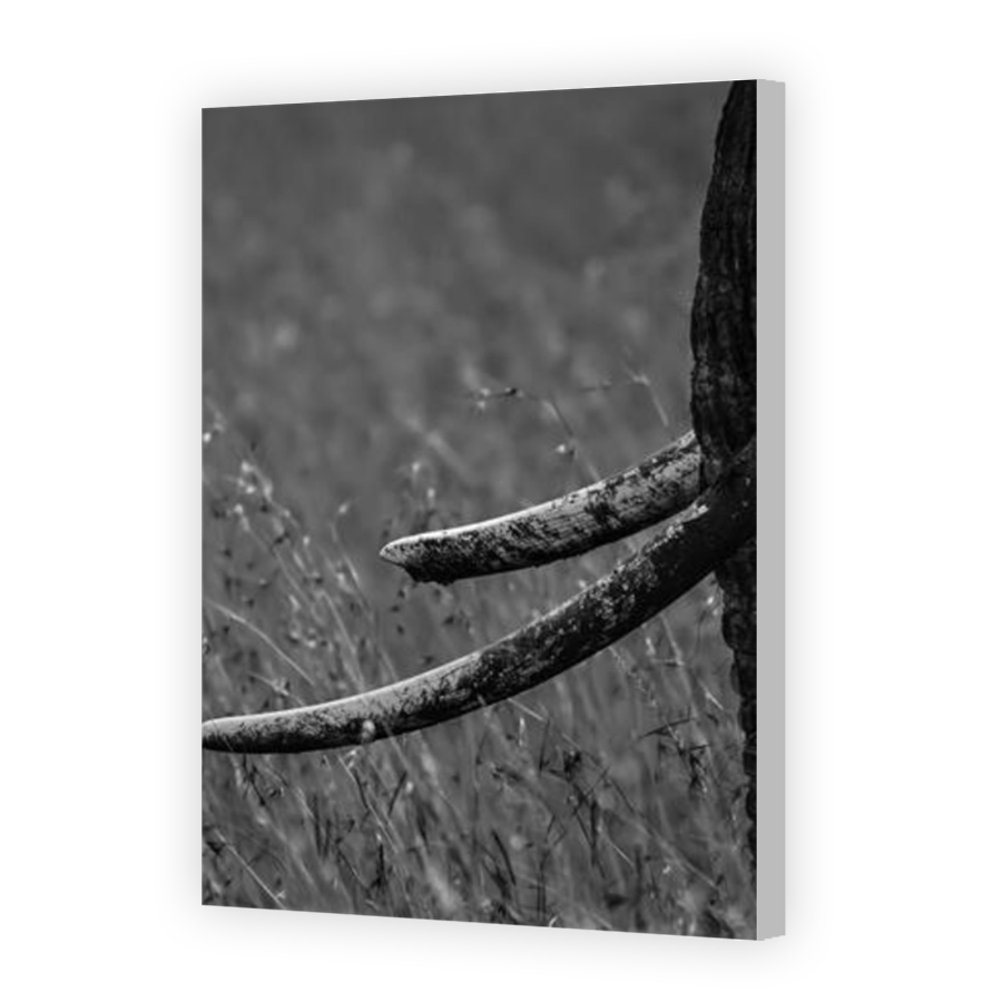 Thumbnail for Canvas - Coloured Canvas Wrap