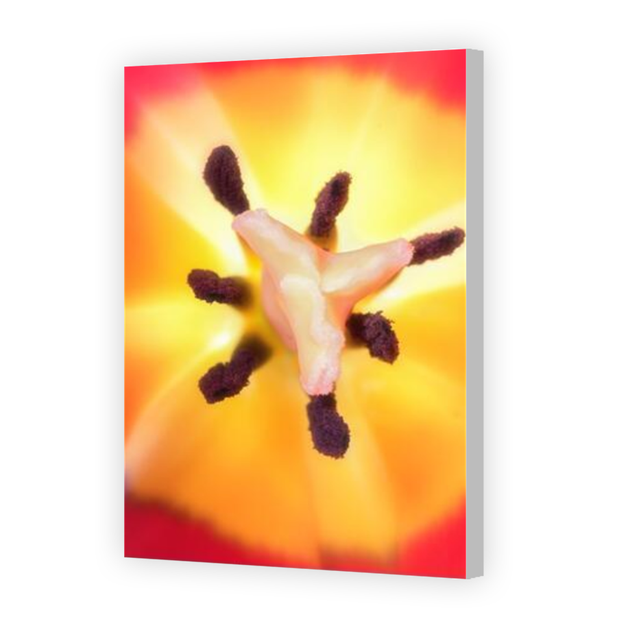 Thumbnail for Canvas - Coloured Canvas Wrap