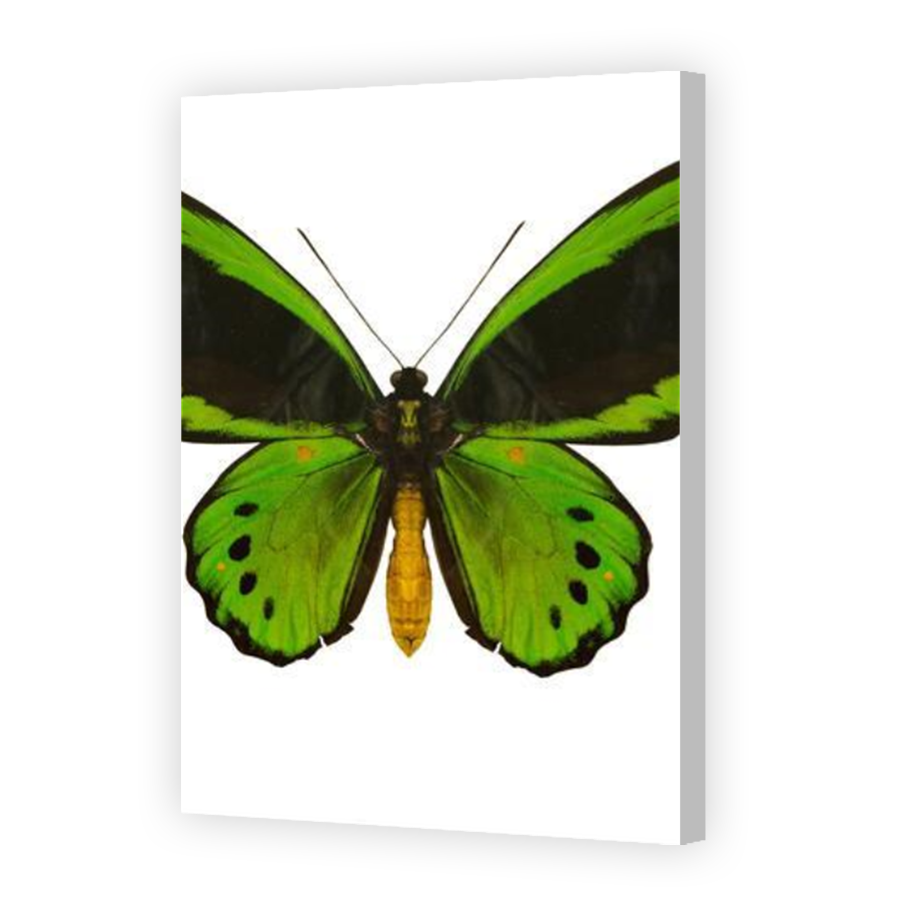 Thumbnail for Canvas - Coloured Canvas Wrap