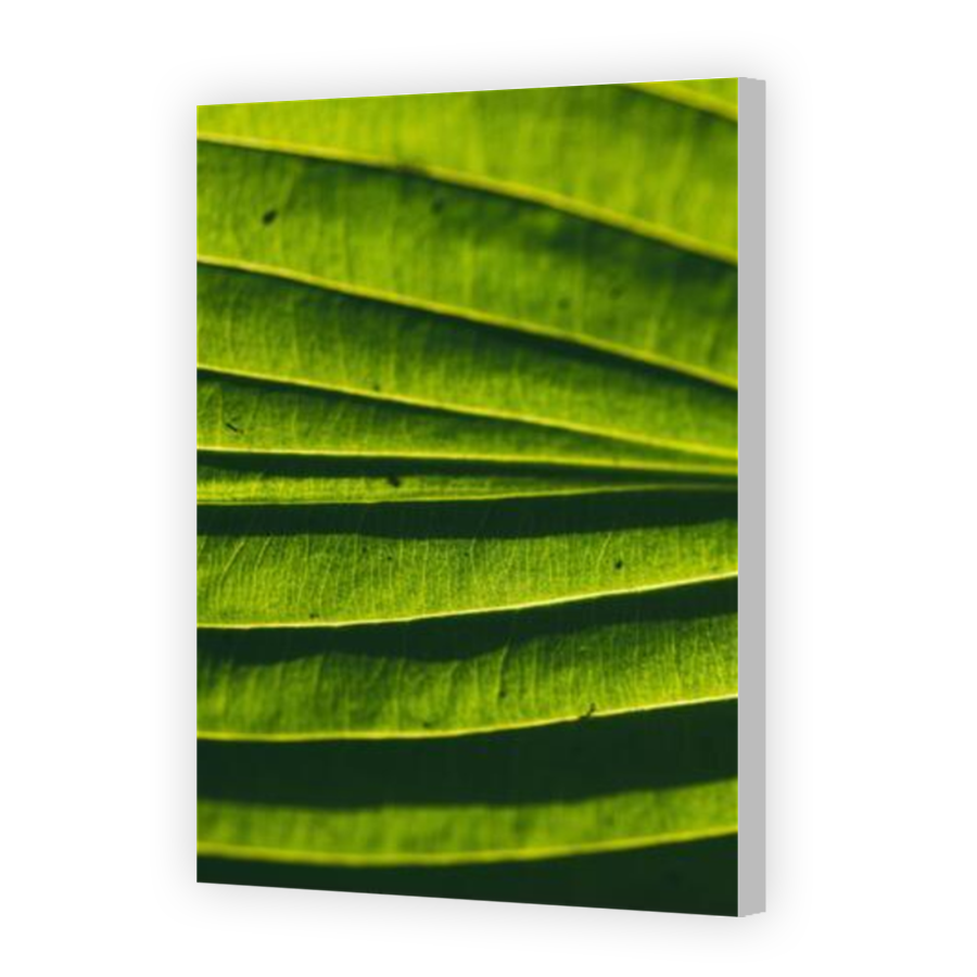 Thumbnail for Canvas - Coloured Canvas Wrap