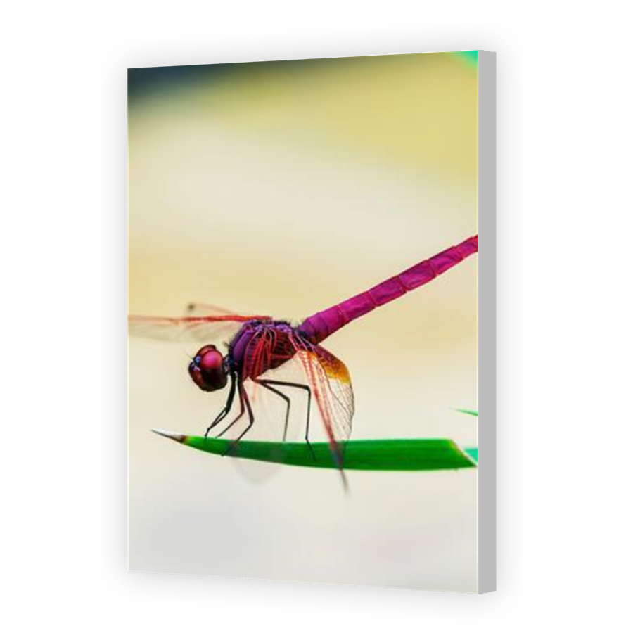 Thumbnail for Canvas - Coloured Canvas Wrap