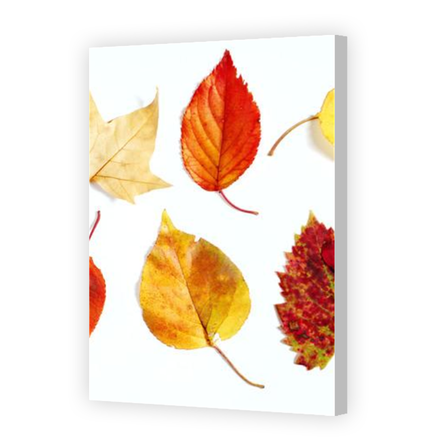 Thumbnail for Canvas - Coloured Canvas Wrap