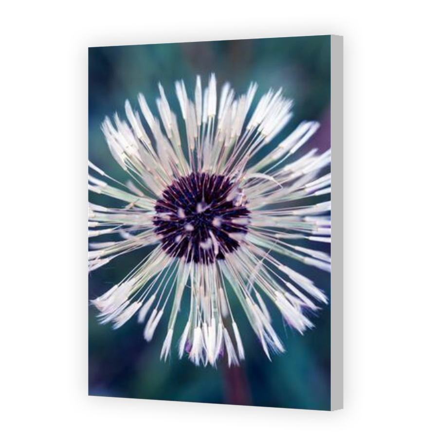 Thumbnail for Canvas - Coloured Canvas Wrap