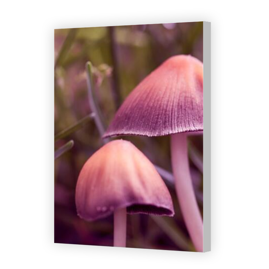 Thumbnail for Canvas - Coloured Canvas Wrap