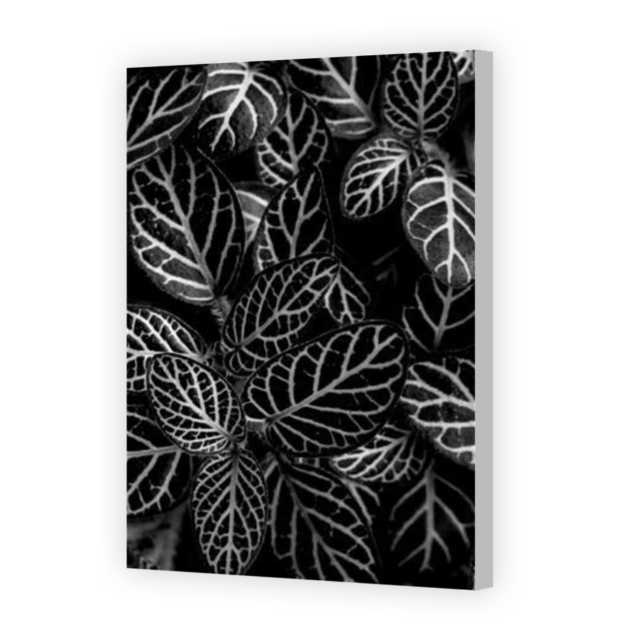 Thumbnail for Canvas - Coloured Canvas Wrap