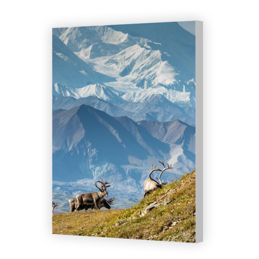 Thumbnail for Canvas - Coloured Canvas Wrap