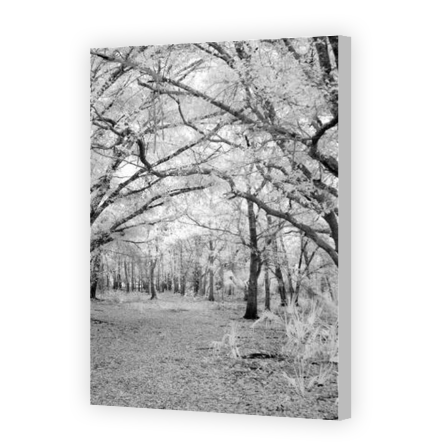 Thumbnail for Canvas - Coloured Canvas Wrap