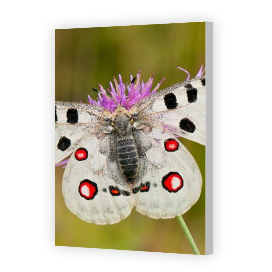 Thumbnail for Canvas - Coloured Canvas Wrap