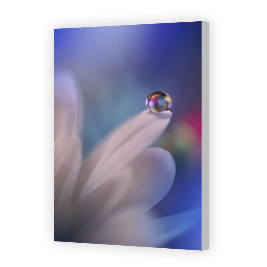 Thumbnail for Canvas - Coloured Canvas Wrap